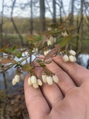 Vaccinium corymbosum