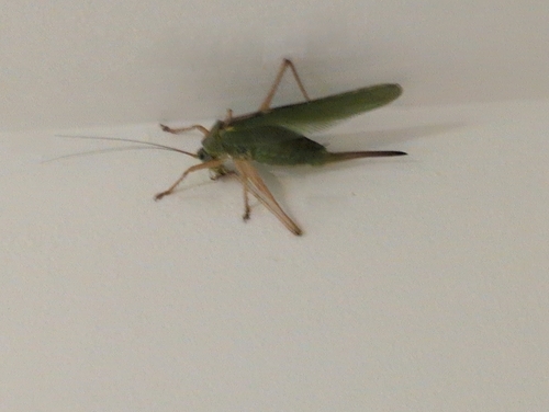 Great Green Bush-cricket