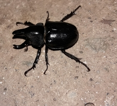 Aegopsis curvicornis