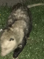 Didelphis virginiana