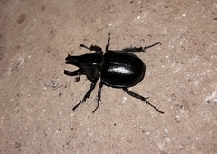 Aegopsis curvicornis