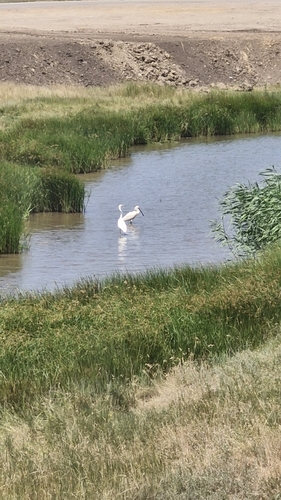 Great Egret