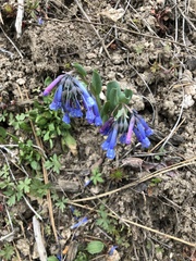 Mertensia oblongifolia