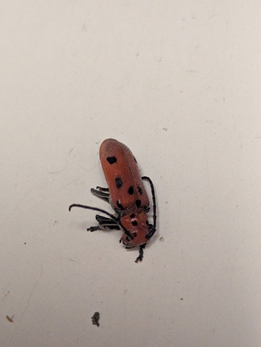 Red Milkweed Beetle