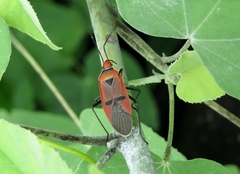 Dysdercus transversalis