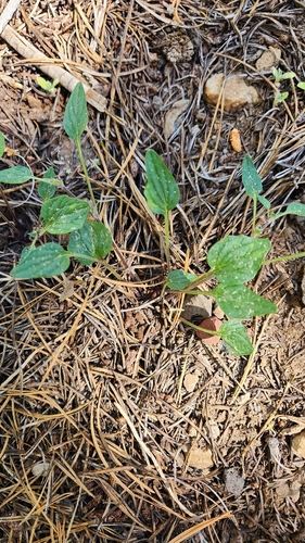 iNaturalist observation photo of Violets