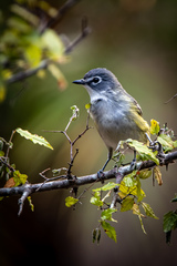Vireo solitarius