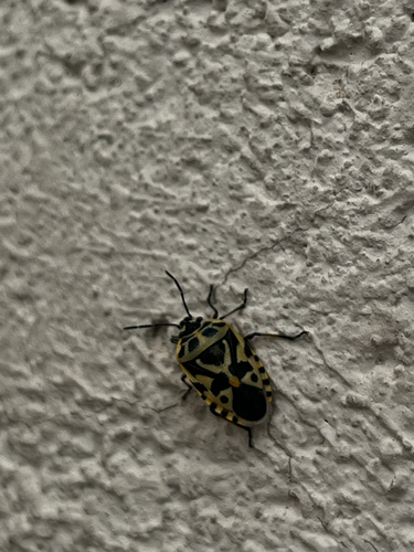 cruciferous bug