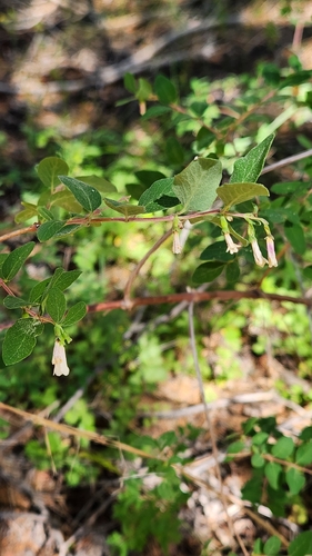 iNaturalist observation photo of snowberries