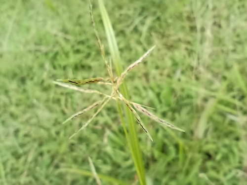 Cyperus sphacelatus