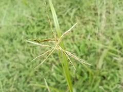 Cyperus sphacelatus