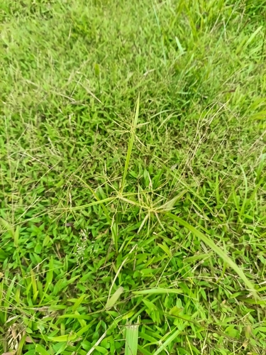 Cyperus sphacelatus, photograph 1
