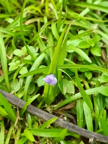 Cipura paludosa