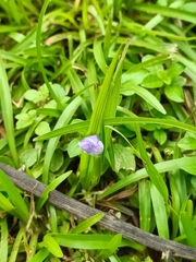 Cipura paludosa