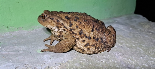 Eichwald's Toad