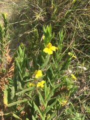 Goodenia amplexans
