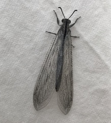 Heoclisis fundata