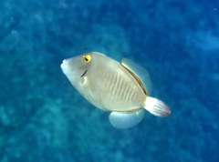 Cantherhines dumerilii