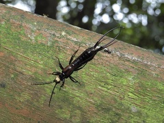 Paratimomenus flavocapitata