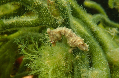 Hippocampus breviceps