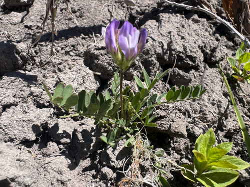 field milkvetch