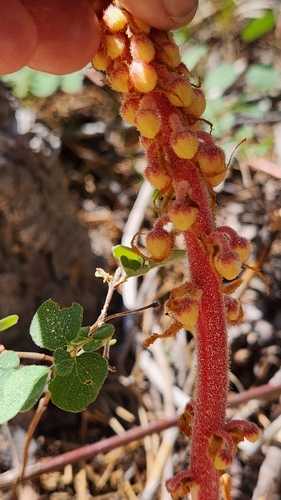 iNaturalist observation photo of woodland pinedrops