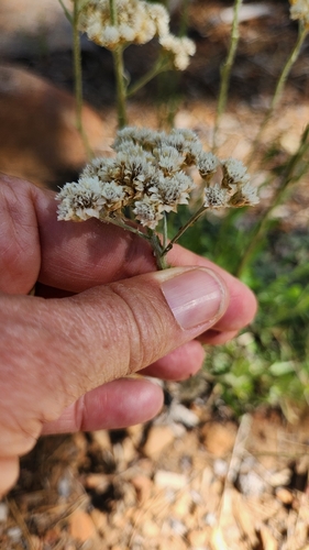 iNaturalist observation photo of cudweeds, everlastings, and pussytoes