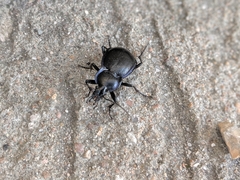 Carabus finitimus