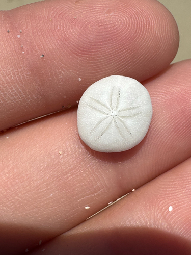 Fibularia, 2026-06-27