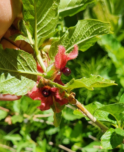 iNaturalist observation photo of honeysuckles