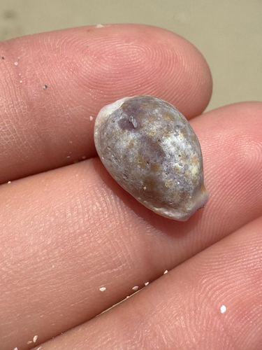 Cypraea helvola observed 2026-06-27