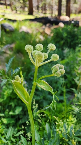 iNaturalist observation photo of ranger buttons