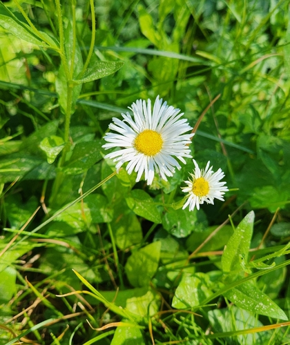 iNaturalist observation photo of fleabanes and horseweeds