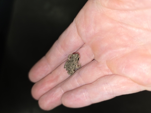 Green Toad