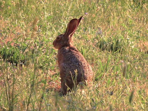 Brown Hare
