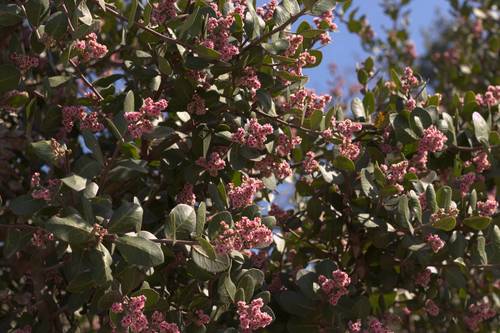 iNaturalist observation photo of lemonade berry