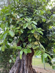 Image of Ficus altissima