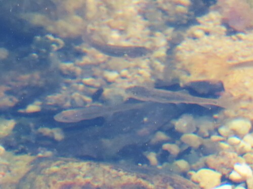 Strumica Barbel