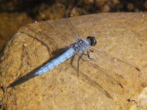 Southern Skimmer