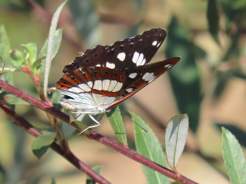 Southern White Admiral