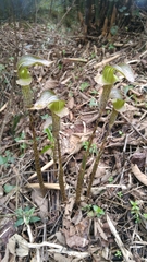 Arisaema nepenthoides