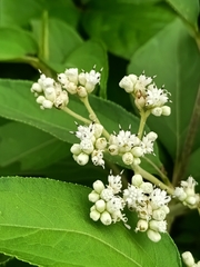 Clibadium surinamense