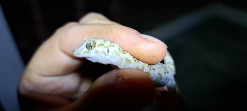 Caspian Bent-toed Gecko