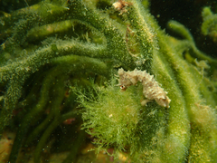 Hippocampus breviceps