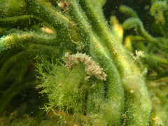 Hippocampus breviceps