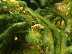 Hippocampus breviceps