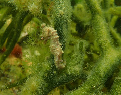 Hippocampus breviceps