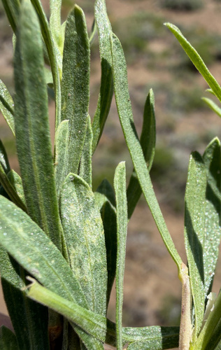 Ericameria greenei, photograph 5