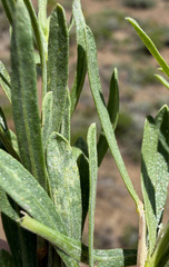 Ericameria greenei, photograph (c) James H. Thomas, some rights reserved (CC BY)