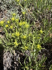 Ericameria greenei, photograph (c) James H. Thomas, some rights reserved (CC BY)